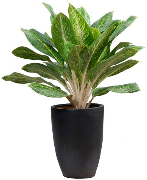 Cây Bạch Mã Hoàng Tử