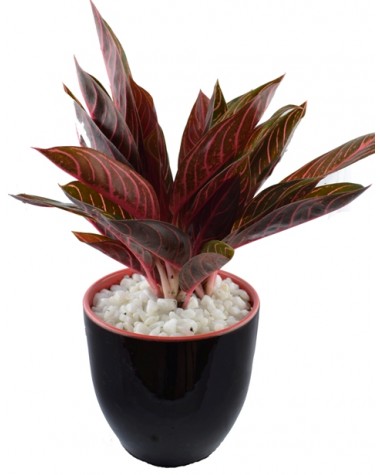 Cây Bao Thanh Thiên