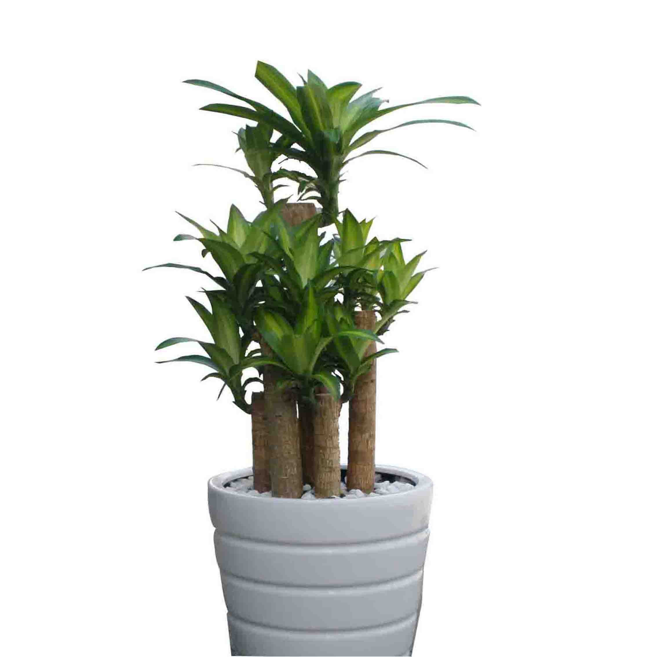 Cây Thiết Mộc Lan